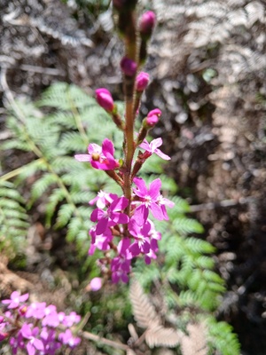 trigger plant